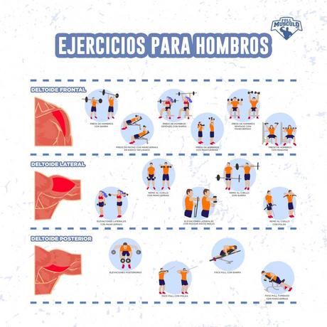 Dentro del mundo de la musculación, existen innumerables ...