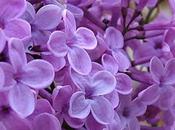 Planta Lilas Beneficios