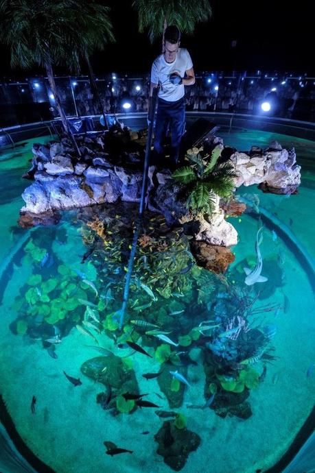 Tortugas de paseo y pulpos que juegan, la vida continúa sin público en Poema del Mar Tortugas de paseo y pulpos que juegan, la vida continúa sin público en Poema del Mar