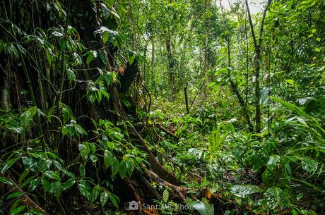 A los pies del ceibo