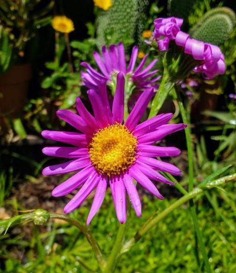 Cineraria púrpura (Senecio pulcher)