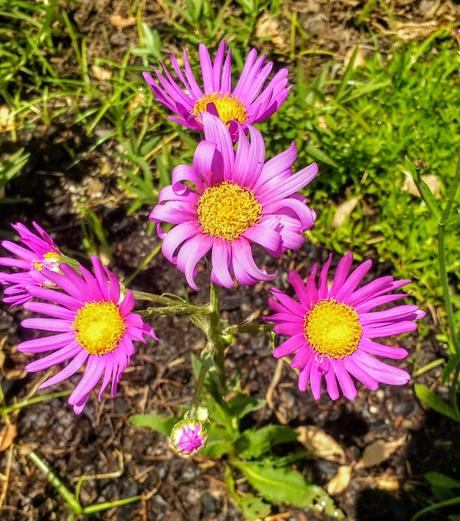 Cineraria púrpura (Senecio pulcher)