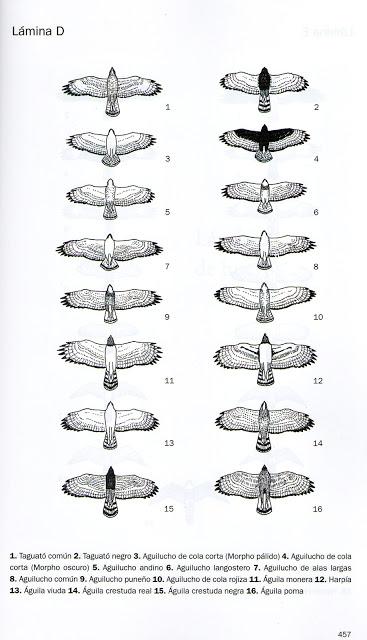 Guía Aves argentinas