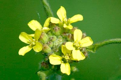 Erísimo o Jaramago (sisymbrium officinale): la hierba de los cantores
