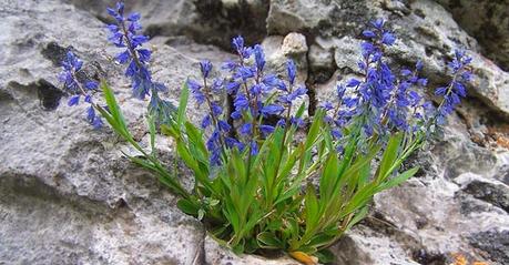 Remedios caseros para curar la afonía