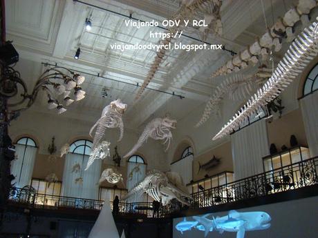 Museo Oceanografico Monaco Que hacer, a donde ir que visitar en Monaco. Monaco en un día. Visita a Monte Carlo