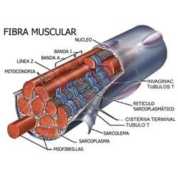 Fibromialgia y alimentación