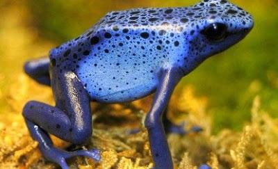 La Oración de la Rana