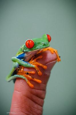 La Oración de la Rana