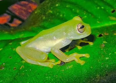 La Oración de la Rana