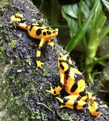 La Oración de la Rana