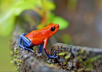 La Oración de la Rana