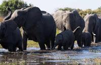 Cinecritica: Los Elefantes