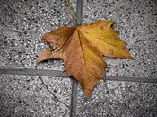 Tiempos Cuarentena: Foto Poesía.