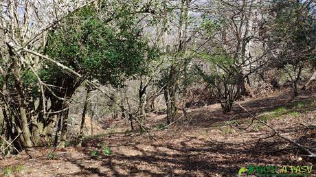 Bosque hacia los Cansinos