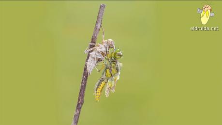 Nacimiento de una libélula / birth of a dragonfly