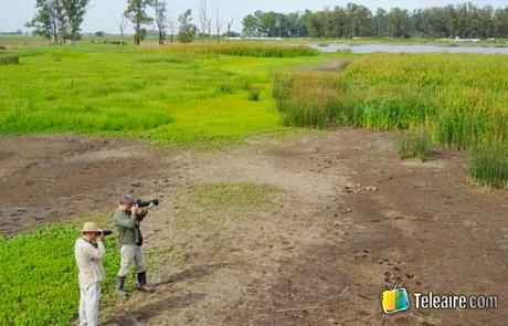 Avistaje de aves en Argentina: 1 experiencia inolvidable Avistamiento de aves
