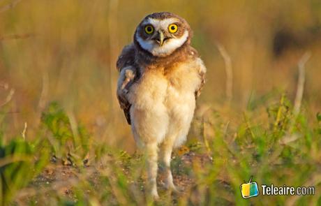 Avistaje de aves en Argentina: 1 experiencia inolvidable avistaje de aves y una lechuza