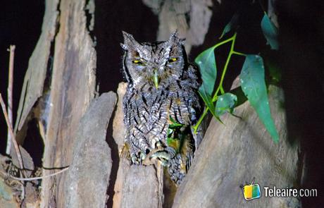 Avistaje de aves en Argentina: 1 experiencia inolvidable avistaje de aves y un allicucu
