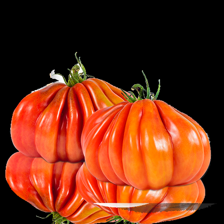 tomate Corazón de buey