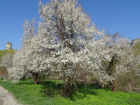 UCRANIA: LAS FORTALEZAS DE KAMYANETS PODILSKY Y KHOTYN UCRANIA: LAS FORTALEZAS DE KAMYANETS PODILSKY Y KHOTYN