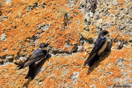 Golondrina barranquera (Pygochelidon cyanoleuca)