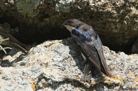 Golondrina barranquera (Pygochelidon cyanoleuca)