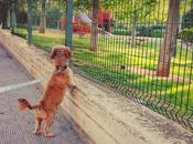 mascotas podrán pasear parques públicos Montequinto, limitaciones