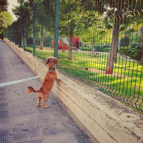 Las mascotas podrán pasear por los parques públicos en Montequinto, con limitaciones