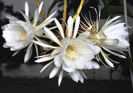 Las plantas con flor que mejor huelen