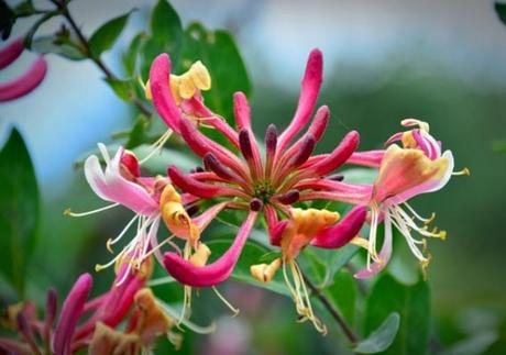 Las plantas con flor que mejor huelen