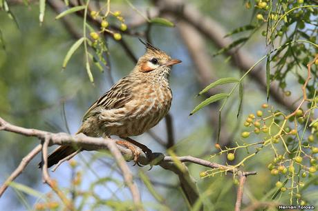 Crestudo (Coryphistera alaudina)