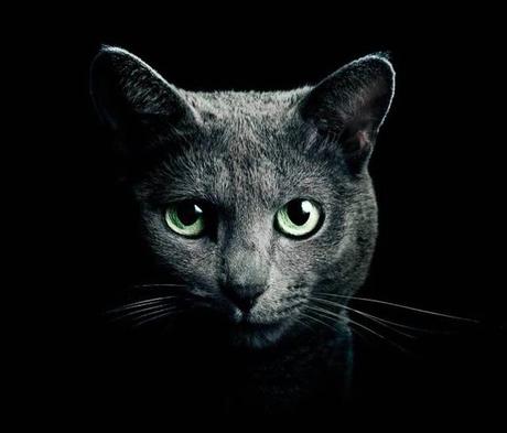 La imagen puede contener: gato