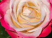 nueva vacuna COVID-19 prometedora monos. Siguiente paso: humanos (investigación)