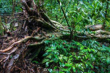 El árbol caído