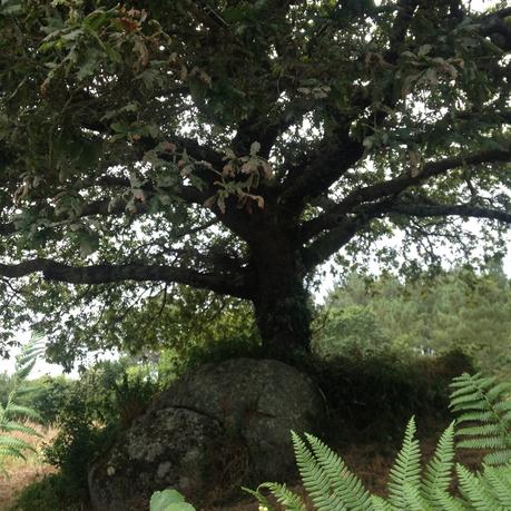 QUERER ES PODER CAPITULO I QUERER ES PODER CAPITULO I