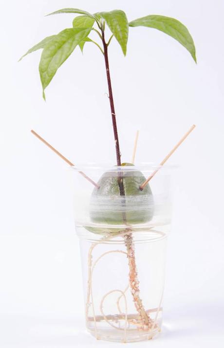 Plantar aguacate desde su hueso o semilla como plantar un hueso de aguacate