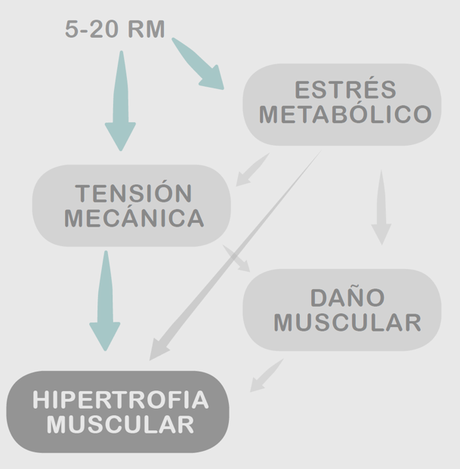 Desde los albores del culturismo, elegir los ejercicios b... Desde los albores del culturismo, elegir los ejercicios b...
