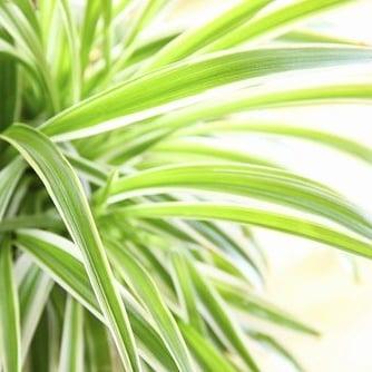 Cinta ideal para los baños en Feng Shui