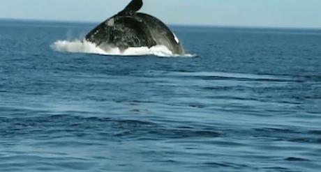 El maravilloso espectáculo de la Ballena franca llegando a la Península Valdés en la patagonia argentina.