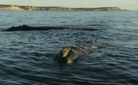 El maravilloso espectáculo de la Ballena franca llegando a la Península Valdés en la patagonia argentina.