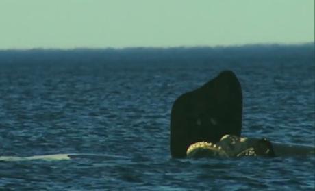 El maravilloso espectáculo de la Ballena franca llegando a la Península Valdés en la patagonia argentina.