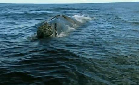 El maravilloso espectáculo de la Ballena franca llegando a la Península Valdés en la patagonia argentina.