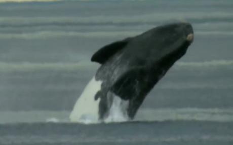 El maravilloso espectáculo de la Ballena franca llegando a la Península Valdés en la patagonia argentina.