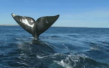 El maravilloso espectáculo de la Ballena franca llegando a la Península Valdés en la patagonia argentina.