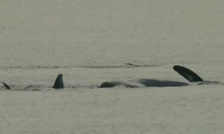 El maravilloso espectáculo de la Ballena franca llegando a la Península Valdés en la patagonia argentina.