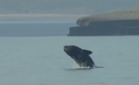 El maravilloso espectáculo de la Ballena franca llegando a la Península Valdés en la patagonia argentina.