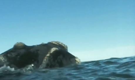 El maravilloso espectáculo de la Ballena franca llegando a la Península Valdés en la patagonia argentina.