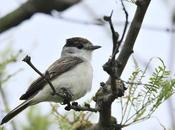 Tijerilla (Xenopsaris albinucha)