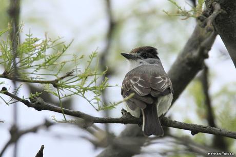 Tijerilla (Xenopsaris albinucha)